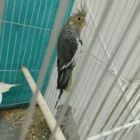 عروس کوتوله وعروس هلندی