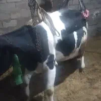 فروش و خرید انواع گاو زمین گیر کسل حال|حیوانات مزرعه|اراک, |دیوار