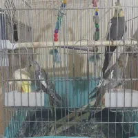عروس هلندی