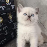 بچه گربه بریتیش A+++