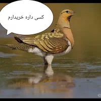 بلدر چین منیاتوری