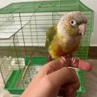 طوطی گرینچیک