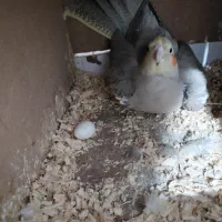 یک جفت عروس هلندی مولد4 تخم گذاشته الانم روتخمه