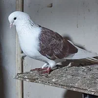 فروش کبوتر پرشی خوش خال