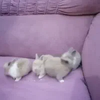 بچه خرگوش