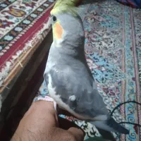عروس هلندی جفت|پرنده|هندیجان, |دیوار