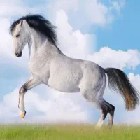نگهداری از اسب نریون با شرایط توافقی