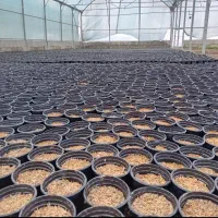 پیش فروش سبزه تارنج