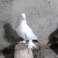 کبوتررنگی|پرنده|صوفیان, |دیوار