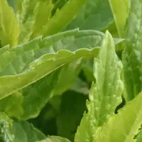 نعنا ولایتی خوش عطر برای خشک کردن وعرق گیری