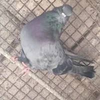 فروشی|پرنده|بم, |دیوار