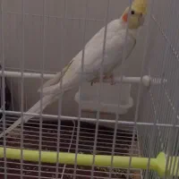 جفت عروس هلندی