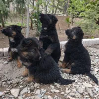 توله ژرمن ماده