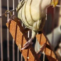 کوتوله ماده