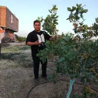 نهالستان صنوبر پسته|عمده‌فروشی|دشتابی, |دیوار