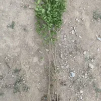 شمشاد و تروون|عمدهفروشی|چهارباغ, |دیوار