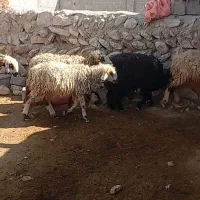 فروش 8رس میش 5رس شیشک جفتی 23