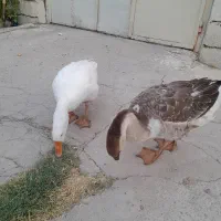 غاز
