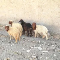 بره شش راس
