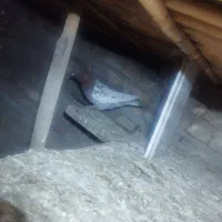 کبوتر فروشی|پرنده|گنبد کاووس, |دیوار