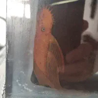 کت پوزه بوته ای سوپر رد باله بلند نر|ماهی|شاهینشهر, پاسداران|دیوار