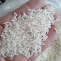 برنج طارم هاشمی دابو ملکشاه