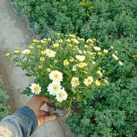 داوودی|گل و گیاه طبیعی|تهران, مشیریه|دیوار
