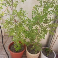 گلدان ودرخت عناب