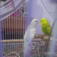 مرغ عشق
