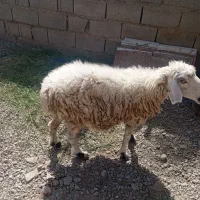 میش|حیوانات مزرعه|بمپور, |دیوار