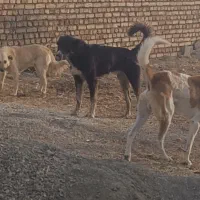 سگ بومی