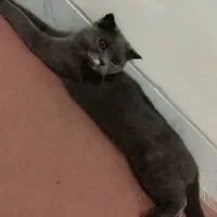 گربه اسکاتیش ماده