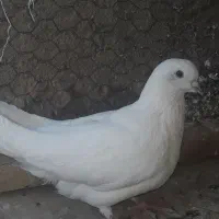 اصفهانی پر سو قدیم|پرنده|خمینیشهر, |دیوار