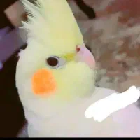 پرنده