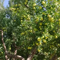 سیب|خوردنی و آشامیدنی|باسمنج, |دیوار