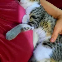 گمشده|گربه|دزفول, |دیوار