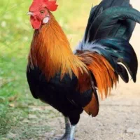 خروس و مرغ زنده