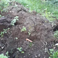 کودپوسیده حیوانی، پرواری