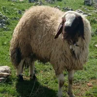 قوچ ورن بره گوسفند سنجابی
