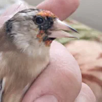 سره دورگ داغسر|پرنده|قرچک, میرزائی جنوبی|دیوار