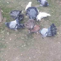 معاوصه سفید مهر کاکلی دمچتری گردن لرزون|پرنده|کردکوی, |دیوار