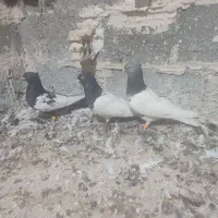 پرنده