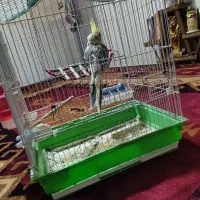 عروس هلندی فضول آواز خون اماده سخنگو