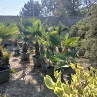 پالم واشینگتن، یاس هلندی، نهال میوه|گل و گیاه طبیعی|شهریار, کردزار|دیوار