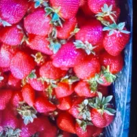 توت فرنگی ارگانیک