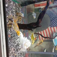 ماهی کویی پولک اسرائیلی