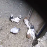 کبوتر۱۵عدد