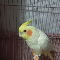 عروس هلندی نر