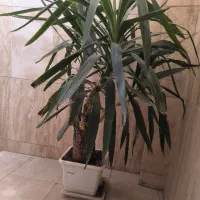 گلدون|گل و گیاه طبیعی|تهران, جمال‌زاده|دیوار