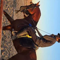 اسب عرب کورسی